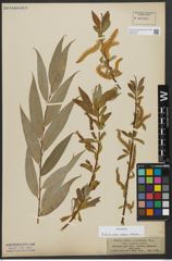 Foto von Salix alba subsp. vitellina (L.) Arcang.